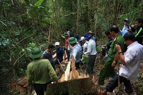 Bàn giao 20 đối tượng phá rừng pơ mu cho quân đội xử lý